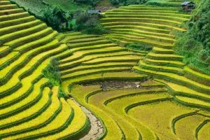 Terracing in Organic Farming: A Sustainable Solution for Soil Health and Crop