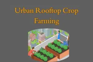 Urban Rooftop Crop Farming: Growing a Greener Future One Roof at a Time