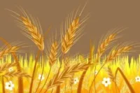 How to Grow Wheat in Small Fields: A Step-by-Step Guide for Beginners