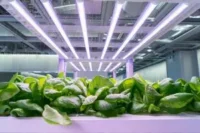 LED Lighting Effects on Plant Growth: Shaping Tomorrow’s Gardens with Light