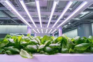 LED Lighting Effects on Plant Growth: Shaping Tomorrow’s Gardens with Light