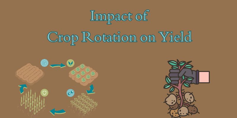 Impact Of Crop Rotation On Yield: Cultivating Healthier Soils And Stronger Harvests 1 impact of crop rotation