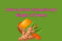 How to Grow Turmeric and Ginger at Home: A Beginner’s Guide to Healing Roots