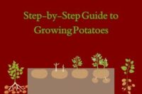 Step-by-Step Guide to Growing Potatoes