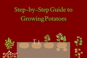 Step-by-Step Guide to Growing Potatoes