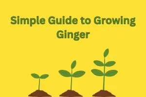 “The Complete Beginner’s Guide to Growing Ginger at Home Naturally