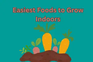 Easiest Foods to Grow Indoors. Freshness at Your Fingertips