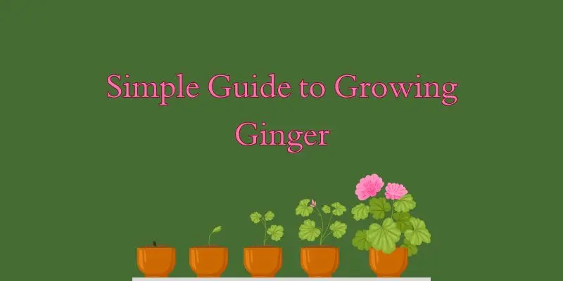 &Quot;The Complete Beginner’s Guide To Growing Ginger At Home Naturally 1 simple guide to growing ginjer
