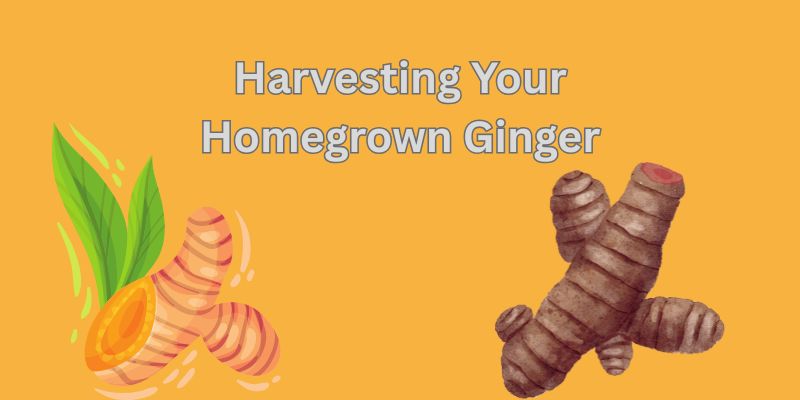 &Quot;The Complete Beginner’s Guide To Growing Ginger At Home Naturally 2 harvesting home grown