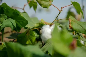 How to Grow Cotton in Open Fields: A Practical Guide to Cultivating White Gold Naturally