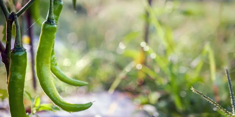 Tips For Growing Green Chilies: A Practical Guide For Home Gardeners 1 why groen green chillies at home
