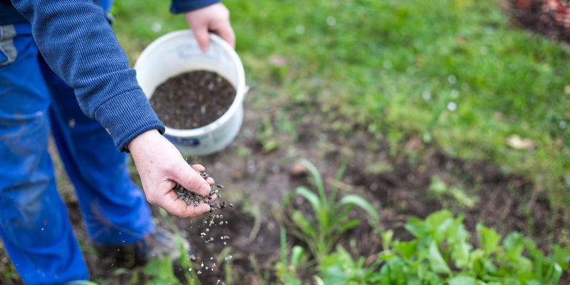 Tips For Growing Green Chilies: A Practical Guide For Home Gardeners 2 fertilizing for better yield