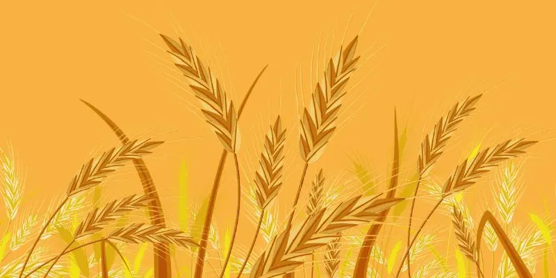 How To Grow Wheat In Small Fields: A Step-By-Step Guide For Beginners 1 Green Orange Illustrative Why Email Marketing is Important Presentation 300 x 200 px 800 x 400 px 800 x 200 px 300 x 200 px 800 x 400 px 300 x 200 px 800 x 400 px 800 x 200 px 800 46