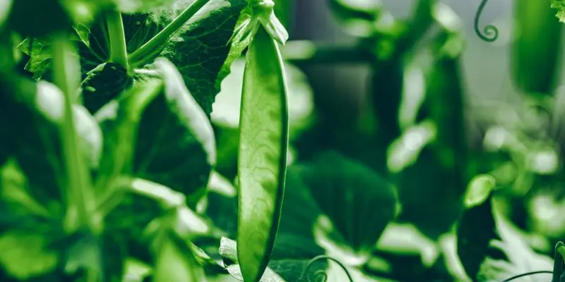 How To Grow Fresh Garden Peas: A Simple And Rewarding Guide For Home Gardeners 1 grow garden peas