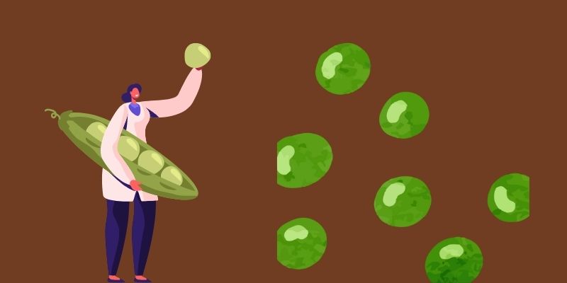 How To Grow Fresh Garden Peas: A Simple And Rewarding Guide For Home Gardeners 3 harvesting garden peas
