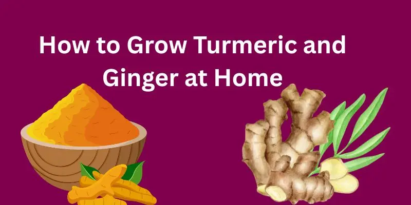 How To Grow Turmeric And Ginger At Home: A Beginner’s Guide To Healing Roots 1 Green Orange Illustrative Why Email Marketing is Important Presentation 300 x 200 px 800 x 400 px 800 x 200 px 300 x 200 px 800 x 400 px 300 x 200 px 800 x 400 px 800 x 200 px 800 57 1
