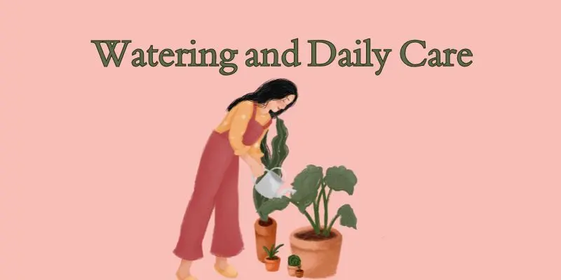 How To Grow Turmeric And Ginger At Home: A Beginner’s Guide To Healing Roots 2 watering and daily care