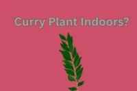 Curry Plant Indoors: How to Grow, Care for, and Harvest Fresh Curry Leaves at Home