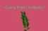 Curry Plant Indoors: How to Grow, Care for, and Harvest Fresh Curry Leaves at Home