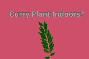Curry Plant Indoors: How to Grow, Care for, and Harvest Fresh Curry Leaves at Home