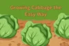 Growing Cabbage the Easy Way: A Simple Guide to Crisp, Healthy Heads at Home - Post Thumbnail