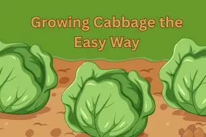 Growing Cabbage the Easy Way: A Simple Guide to Crisp, Healthy Heads at Home