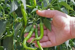 Tips for Growing Green Chilies: A Practical Guide for Home Gardeners