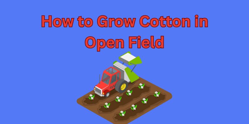 how t grow ctoten in open field