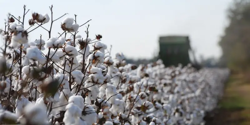 Harvesting cotten by hand
