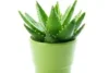Grow Aloe Vera Easily at Home: The Complete Guide to Cultivating Nature’s Healing Plant - Post Thumbnail