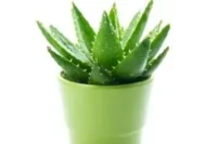 Grow Aloe Vera Easily at Home: The Complete Guide to Cultivating Nature’s Healing Plant