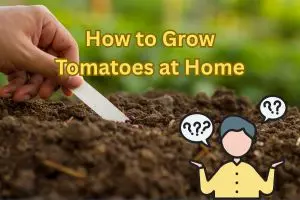 How to Grow Tomatoes at Home: A Complete Guide from Seed to Harvest