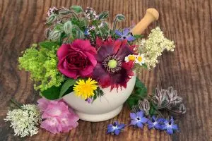 Plant-Based Remedies from Your Garden: How to Grow and Use Natural Healing Herbs at Home