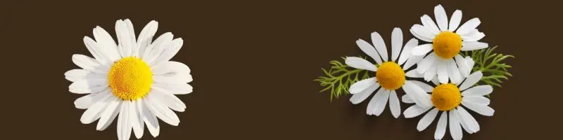 Plant-Based Remedies From Your Garden: How To Grow And Use Natural Healing Herbs At Home 2 Green Orange Illustrative Why Email Marketing is Important Presentation 300 x 200 px 800 x 400 px 800 x 200 px 300 x 200 px 800 x 400 px 300 x 200 px 800 x 400 px 800 x 200 px 800 82