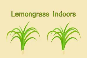 Lemongrass Indoors: How to Grow, Care for, and Use This Healing Herb at Home