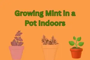 Growing Mint in a Pot Indoors: A Complete Guide to Fresh, Homegrown Flavor Year-Round