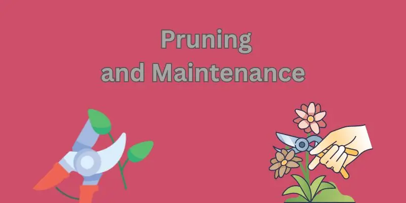Curry Plant Indoors: How To Grow, Care For, And Harvest Fresh Curry Leaves At Home 2 pruning and maintenance