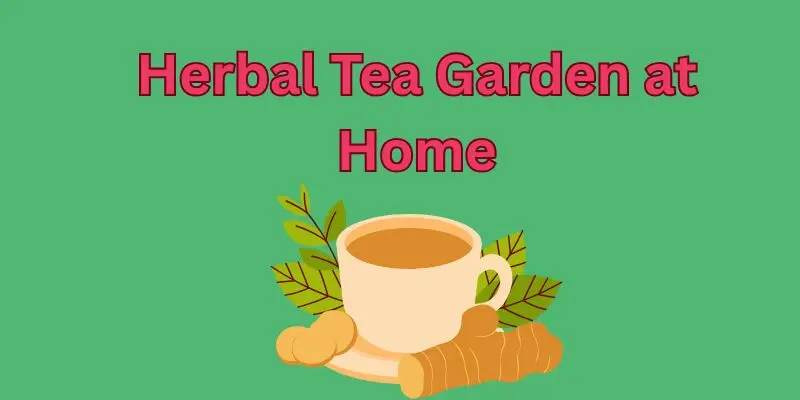 herbal tea garden at home