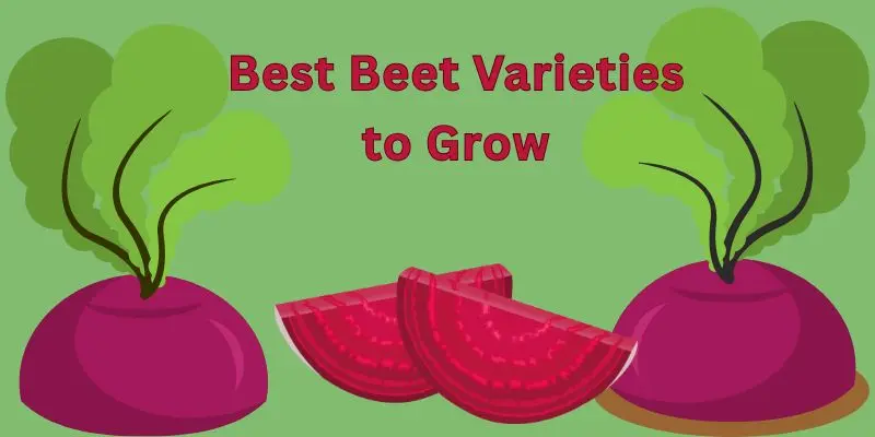 Growing Beets: From Planting Seeds To Storing Harvests 1 Green Orange Illustrative Why Email Marketing is Important Presentation 300 x 200 px 800 x 400 px 800 x 200 px 300 x 200 px 800 x 400 px 300 x 200 px 800 x 400 px 800 x 200 px 800