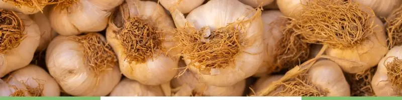 Growing Garlic: Types To Planting, Caring, And Harvesting 3 Green Orange Illustrative Why Email Marketing is Important Presentation 300 x 200 px 800 x 400 px 800 x 200 px 300 x 200 px 800 x 400 px 300 x 200 px 800 x 400 px 800 x 200
