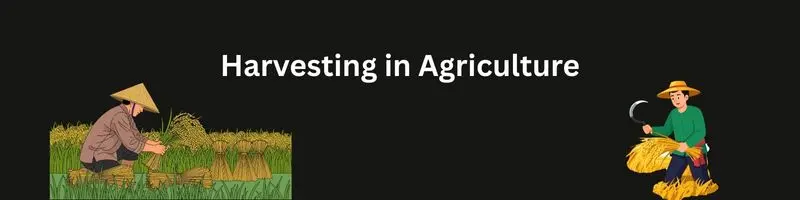 Importance Of Harvesting In Agriculture: Why The Right Harvest Makes Or Breaks Farming 1 Harvesting in Agriculture