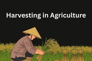 Importance of Harvesting in Agriculture: Why the Right Harvest Makes or Breaks Farming
