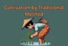Cultivation by Traditional Method: A Complete Guide for Modern Farmers - Post Thumbnail