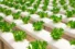 Singapore’s Vertical Farming. A Sustainable Future